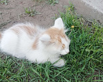 Кошки в Минусинске: Котята Мальчик, 1 руб. - фото 8