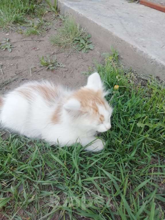 Кошки в Минусинске: Котята Мальчик, 1 руб. - фото 8