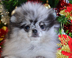 Собаки в Бийске: Щенки померанского щенка Девочка, 50 000 руб. - фото 5