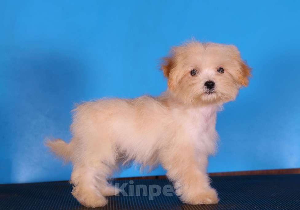 Собаки в Москве: мальтипу Ф1 щенки Девочка, 130 000 руб. - фото 5