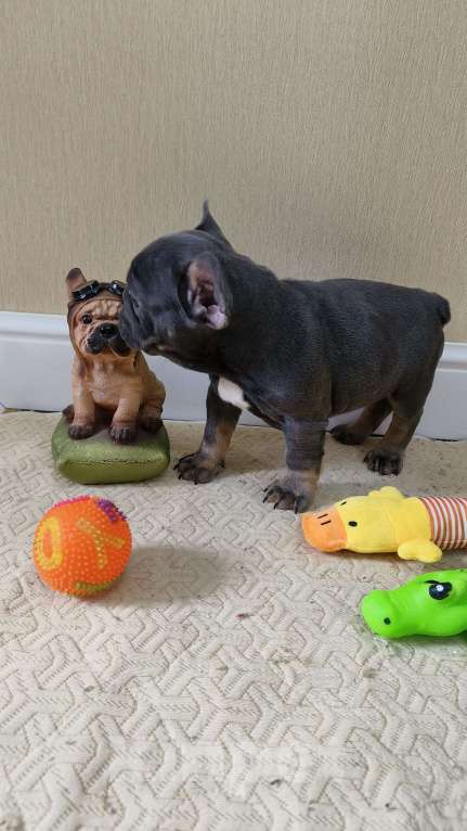 Собаки в Белореченске: Французский бульдог Мальчик, Бесплатно - фото 8