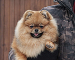 Собаки в Москве: Шикарная подрощенная девочка❤️ Девочка, 100 000 руб. - фото 6