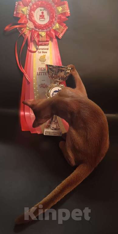 Кошки в Москве: Яркий ласковый абиссинский котик соррель Мальчик, 155 000 руб. - фото 6