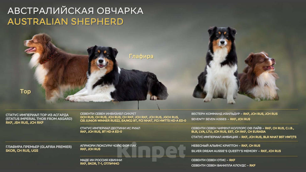 Собаки в Москве: Продаются щенки австралийской овчарки Разнополые, Бесплатно - фото 7