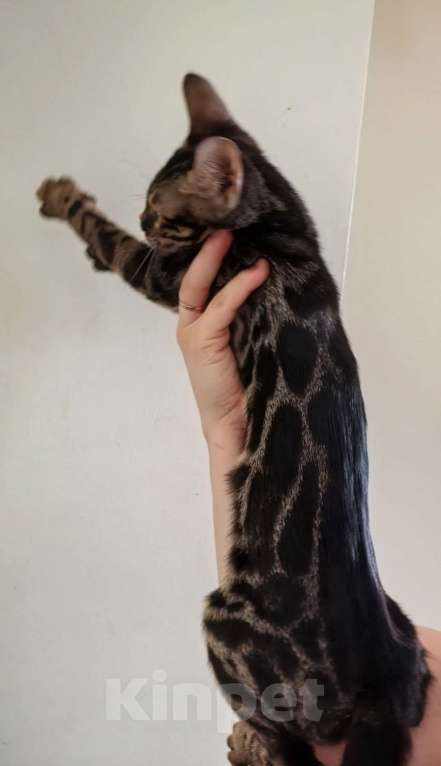 Кошки в Ивантеевке: D003 Девочка, 20 000 руб. - фото 3
