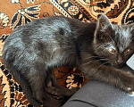 Кошки в Калуге: Котенок-девочка в добрые руки Девочка, Бесплатно - фото 3