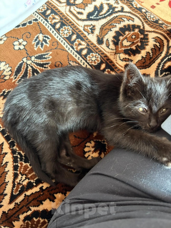 Кошки в Калуге: Котенок-девочка в добрые руки Девочка, Бесплатно - фото 3