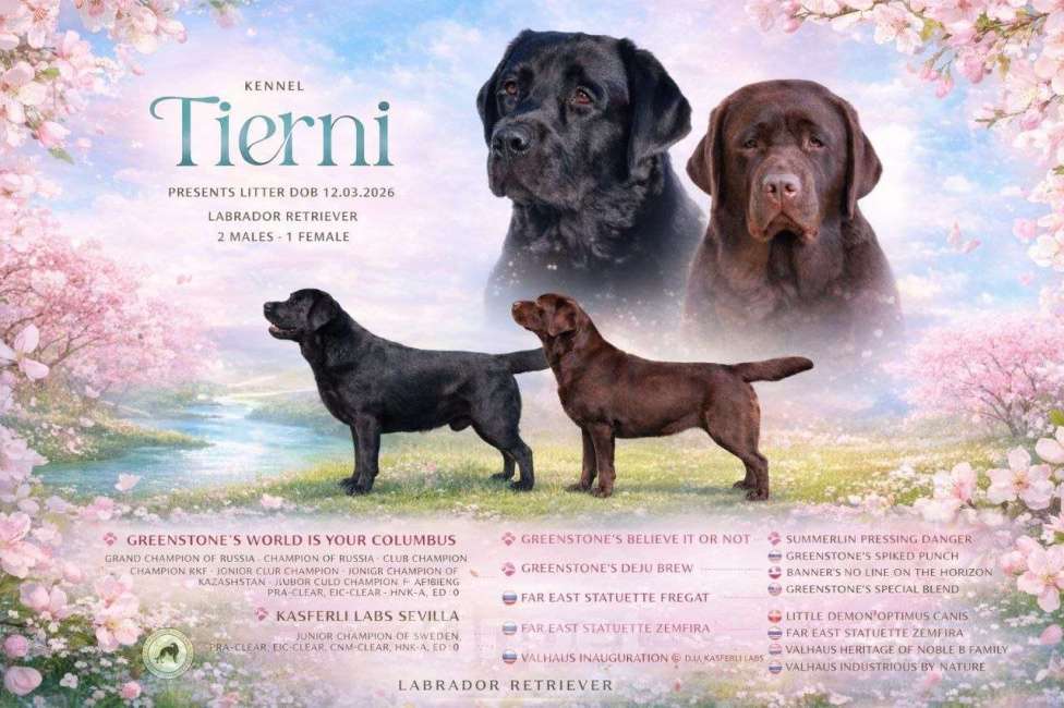 Собаки в Москве: Черная медведица Девочка, 150 000 руб. - фото 8