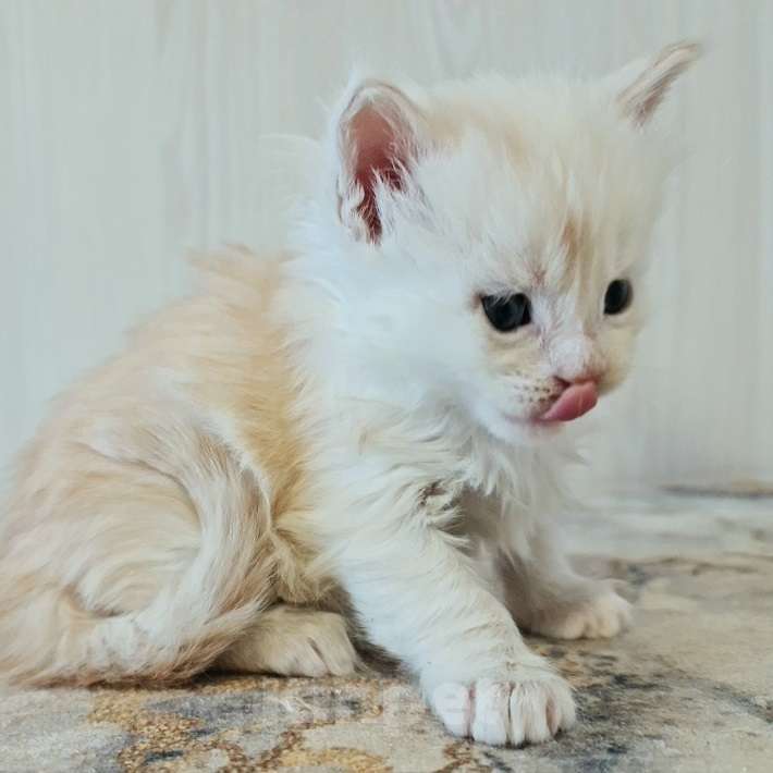 Кошки в других городах Ярославской области: Котята Мейн кун Мальчик, Бесплатно - фото 1