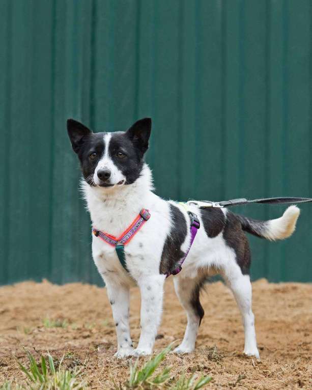 Собаки в других городах Московской области: Лукас, малыш в добрые руки Мальчик, Бесплатно - фото 5