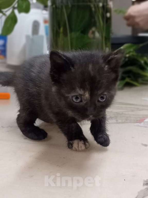 Кошки в Санкт-Петербурге: Монастырские котята Девочка, Бесплатно - фото 3