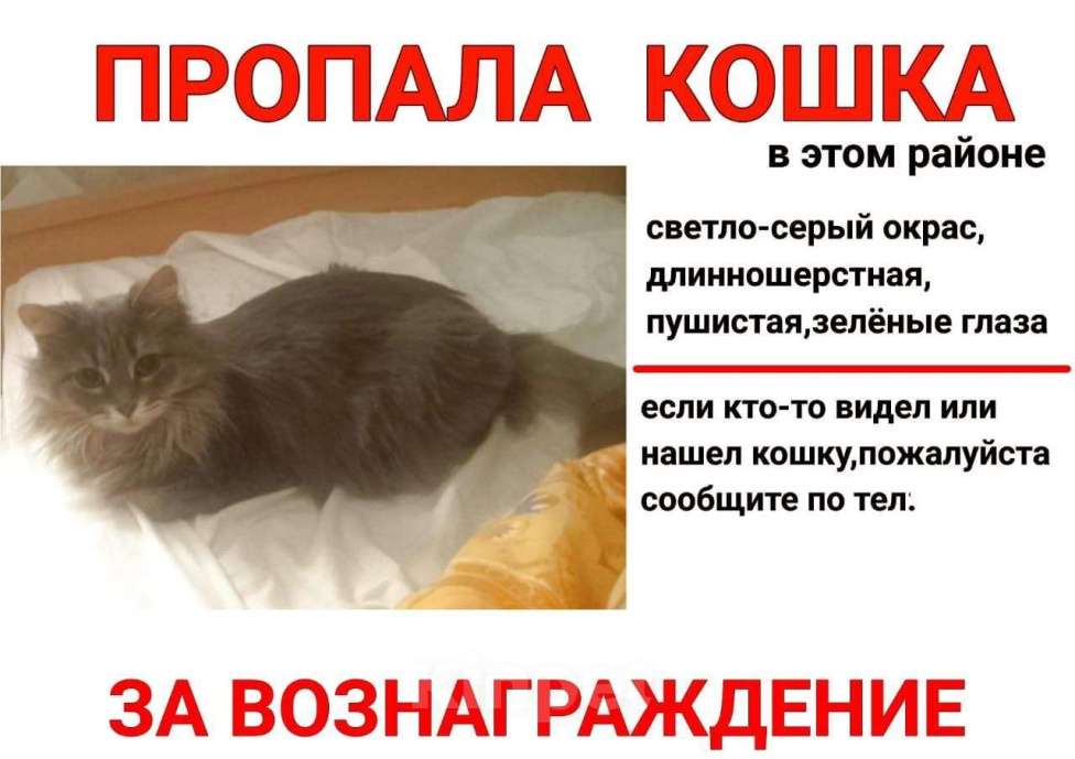 Кошки в Ростове-на-Дону: Пропал член семьи Девочка, 1 000 руб. - фото 2