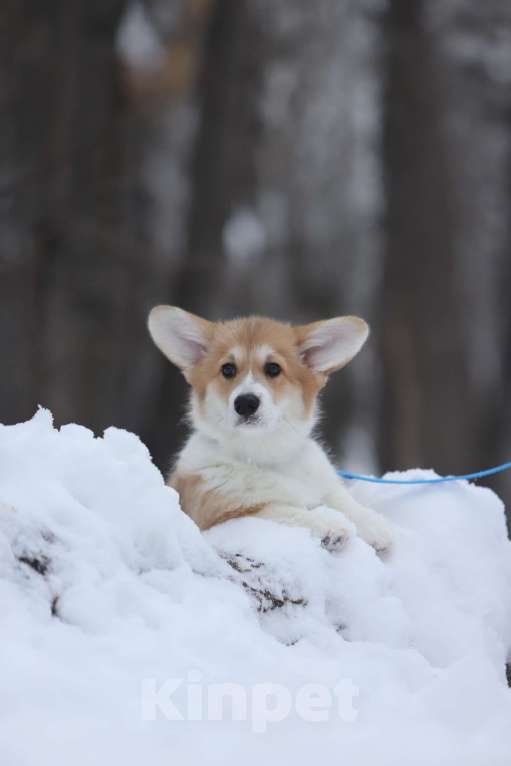 Собаки в Тюмени: Винтер Мистери Роскошная жизнь  Девочка, 70 000 руб. - фото 4