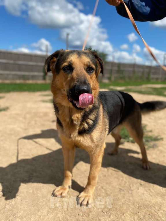 Собаки в Москве: Метис овчарки классный парень ищет семью Мальчик, 10 руб. - фото 3