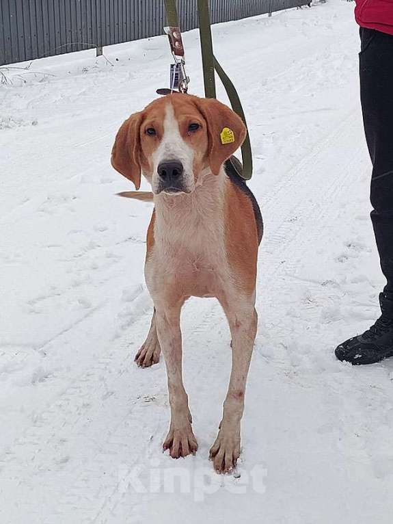Собаки в Москве: Зара, обворожительная, статная гончая ищет дом Девочка, Бесплатно - фото 1