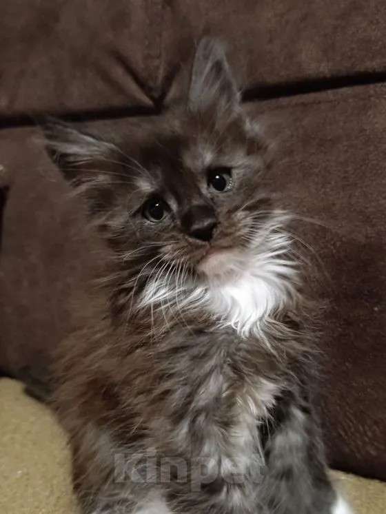 Кошки в Санкт-Петербурге: Мальчик полидакт Мальчик, 70 000 руб. - фото 1