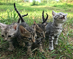 Кошки в Барнауле: Котята бенгалы Девочка, 15 000 руб. - фото 1