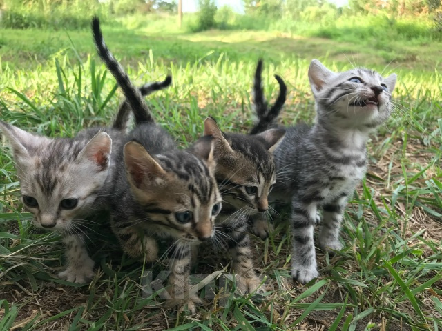 Кошки в Барнауле: Котята бенгалы Девочка, 15 000 руб. - фото 1
