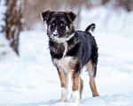 Собаки в Москве: Молодой, домашний песик в добрые руки Мальчик, Бесплатно - фото 8