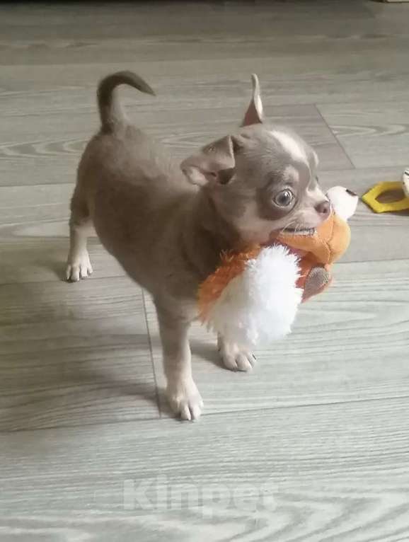 Собаки в Волжском: Шикарный мальчик Мальчик, 65 000 руб. - фото 3