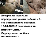Кошки в Самаре: Потерялась кошка! Девочка, Бесплатно - фото 2