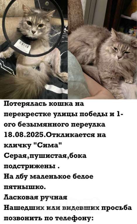 Кошки в Самаре: Потерялась кошка! Девочка, Бесплатно - фото 2