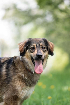 Мила - это не просто собака, это настоящее воплощение собачьей преданности и любви.