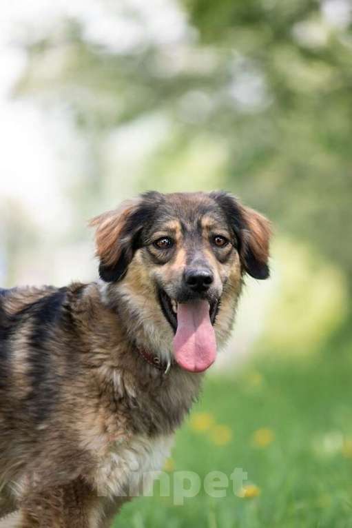 Собаки в Москве: Мила - это не просто собака, это настоящее воплощение собачьей преданности и любви. Девочка, Бесплатно - фото 1