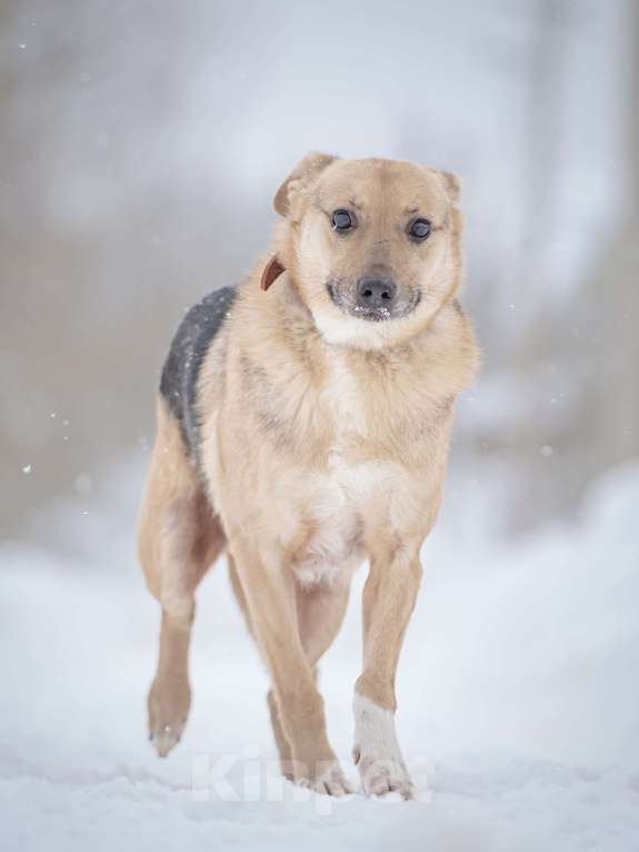 Собаки в Москве: Собака улыбака Джонни ждет своего родного человека, свою семью! Мальчик, Бесплатно - фото 4