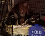 Собаки в Саратове: Бигль для вязки, 4 000 руб. - фото 6