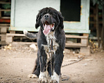 Собаки в Новосибирске: Бонифаций ждет хозяина Мальчик, 1 руб. - фото 3