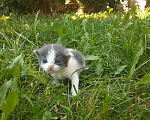 Кошки в Ярославле: Одаю котят в добрые руки!, Бесплатно - фото 2