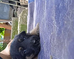 Собаки в Москве: Продаются щенки немецкой овчарки. Мальчик, 10 000 руб. - фото 5