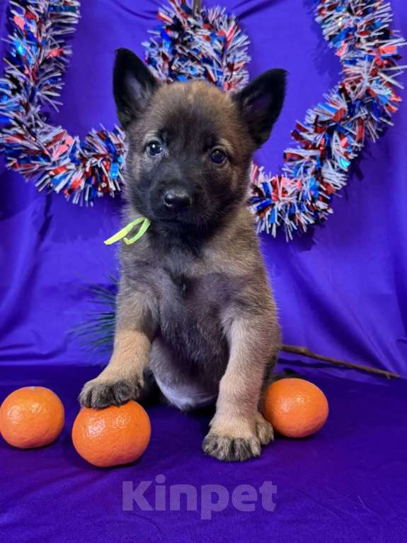 Собаки в других городах Московской области: Шикарные щенки малинуа от родителей чемпионов  Мальчик, 70 000 руб. - фото 2