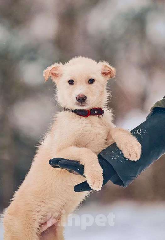 Собаки в Наро-Фоминске: Герцог якутенок команды ппбж Якутска Мальчик, Бесплатно - фото 5