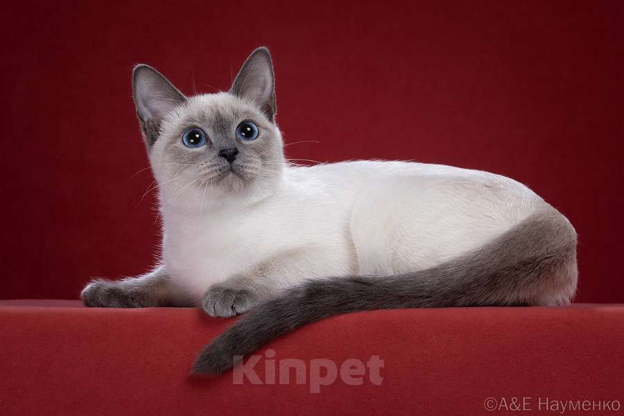 Кошки в Москве: ✨Тайский котёнок блю-пойнт, 3,5 месяца ✨ Мальчик, 70 000 руб. - фото 5