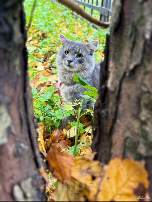 Кошки в Санкт-Петербурге: Молодой котик в добрые руки Мальчик, Бесплатно - фото 10