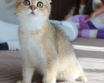 Кошки в Москве: Котик Мальчик, 20 000 руб. - фото 2