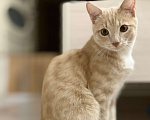 Кошки в Красноярске: 🆘ПОТЕРЯЛСЯ КОТИК! 🐈  Мальчик, 10 000 руб. - фото 2