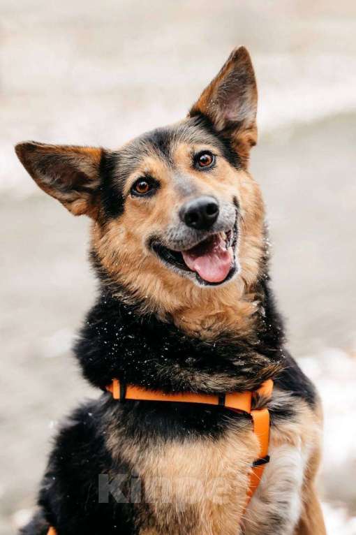 Собаки в Москве: Кокетка Эбби в поиске дома 🥰 Девочка, Бесплатно - фото 7