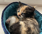 Кошки в Ростове-на-Дону: ✨отдаю срочно котят в добрые руки✨ Девочка, 100 руб. - фото 1