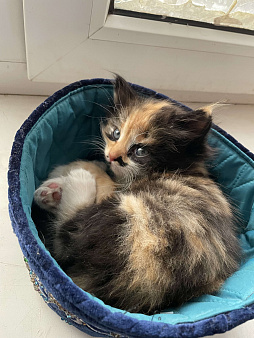 ✨отдаю срочно котят в добрые руки✨