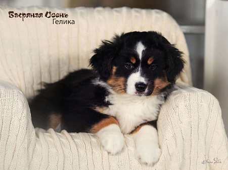 Продается девочка миниаусси