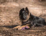 Собаки в других городах Московской области: Щенок немецкой овчарки рабочего разведения Девочка, 80 000 руб. - фото 6