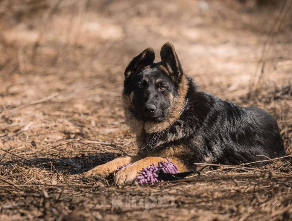 Собаки в других городах Московской области: Щенок немецкой овчарки рабочего разведения Девочка, 80 000 руб. - фото 6