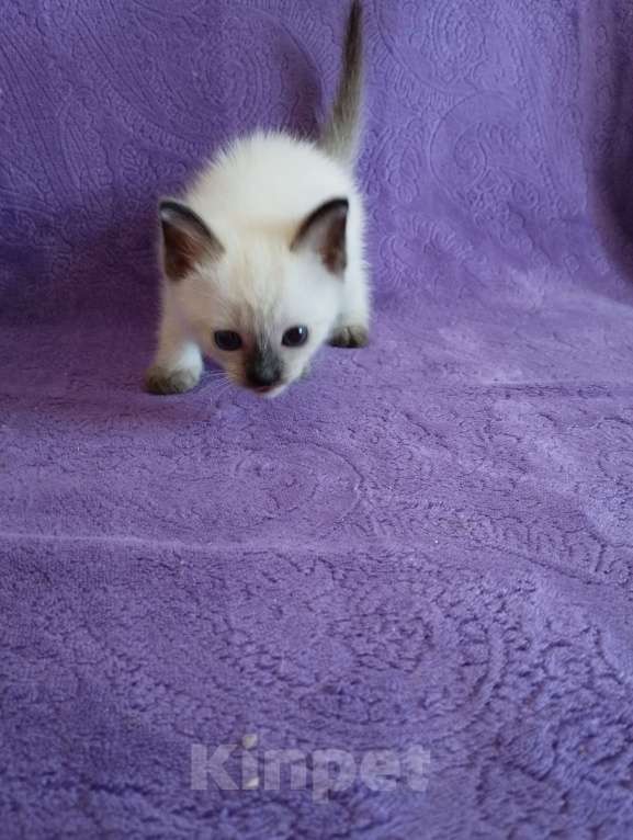 Кошки в Хабаровске: Тайский котик Мальчик, 45 000 руб. - фото 5