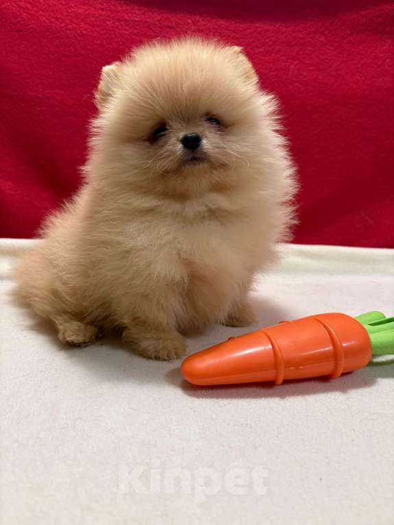 Собаки в Москве: Померанский  шпиц-  Мальчик Мальчик, 30 000 руб. - фото 1