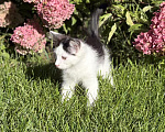 Кошки в Казани: Котята Девочка, Бесплатно - фото 1