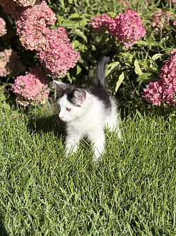 Котята