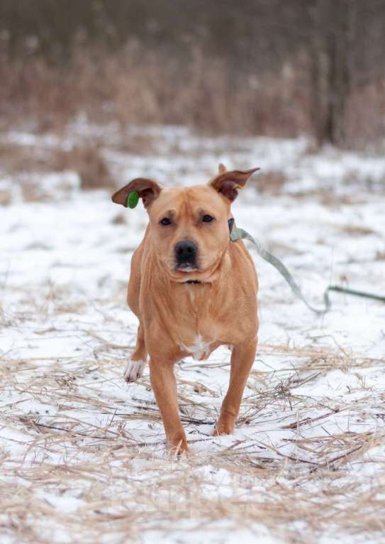 Собаки в Ногинске: Молодая собака Тайса ищет дом. Девочка, Бесплатно - фото 7